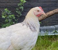 Huhn2-Web